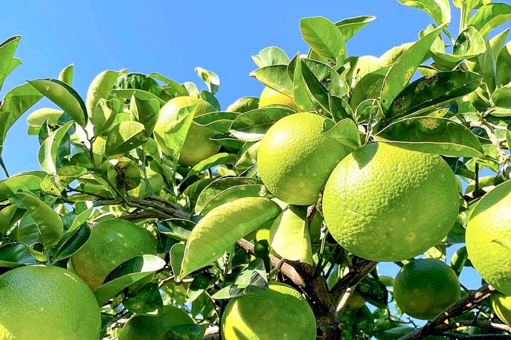 シークワーサー